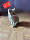 Linus