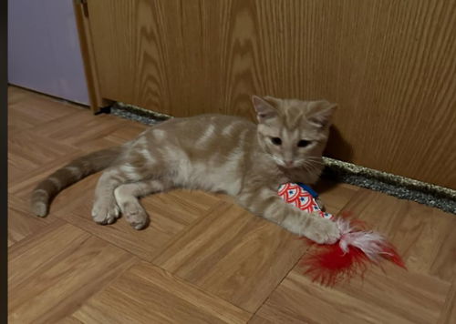 Linus