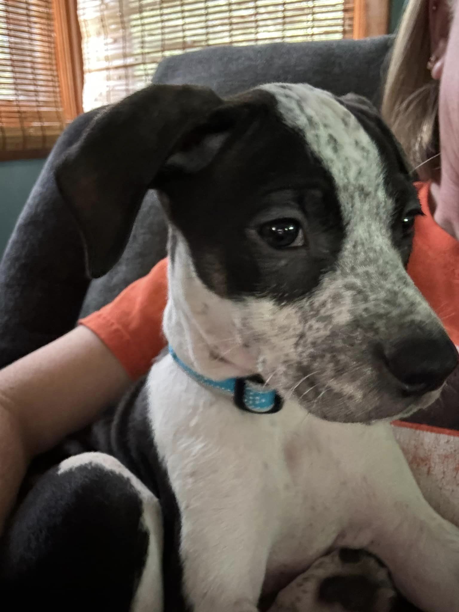 adoptable Dog in Sheboygan, WI named Alfalfa - Rascals Litter