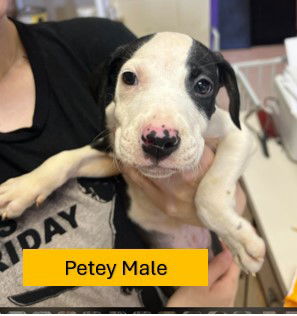 Petey - Rascals Litter