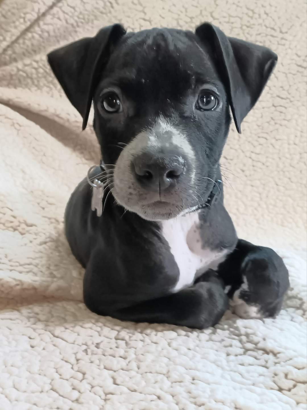 adoptable Dog in Sheboygan, WI named Waldo - Rascals Litter