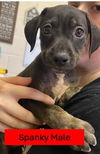 Spanky - Rascals Litter