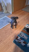 Spanky - Rascals Litter
