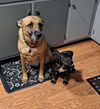 Spanky - Rascals Litter