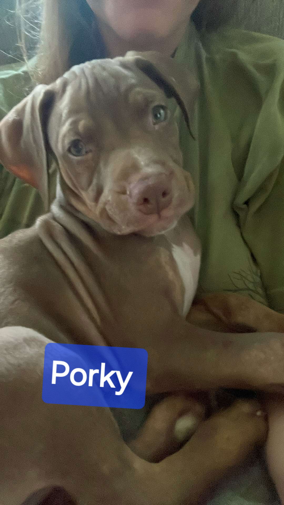 adoptable Dog in Sheboygan, WI named Porky - Rascals Litter