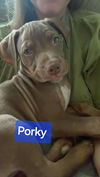 adoptable Dog in  named Porky - Rascals Litter