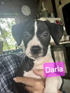 Darla - Rascals Litter