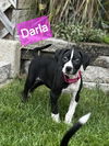 Darla - Rascals Litter