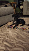 adoptable Dog in Sheboygan, WI named AJ - Rascals Litter