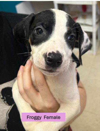 adoptable Dog in Sheboygan, WI named Froggie - Rascals Litter