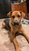 adoptable Dog in , WI named Archer - coming soon!