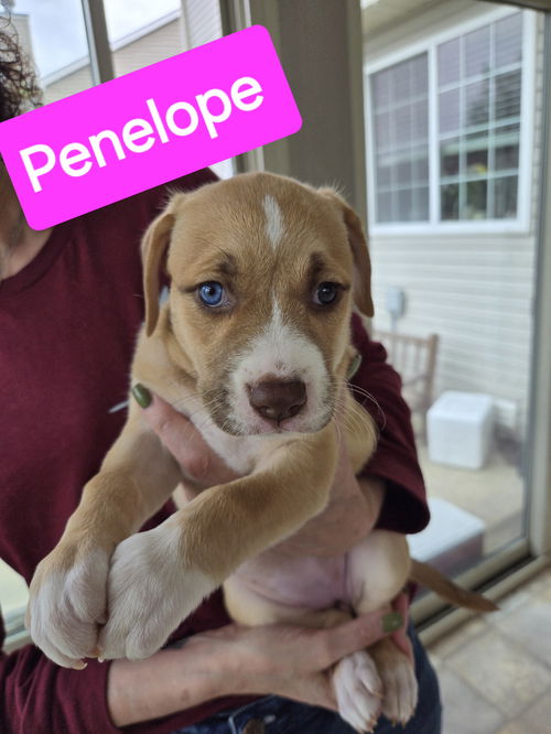 Penelope- Scarlett's puppies