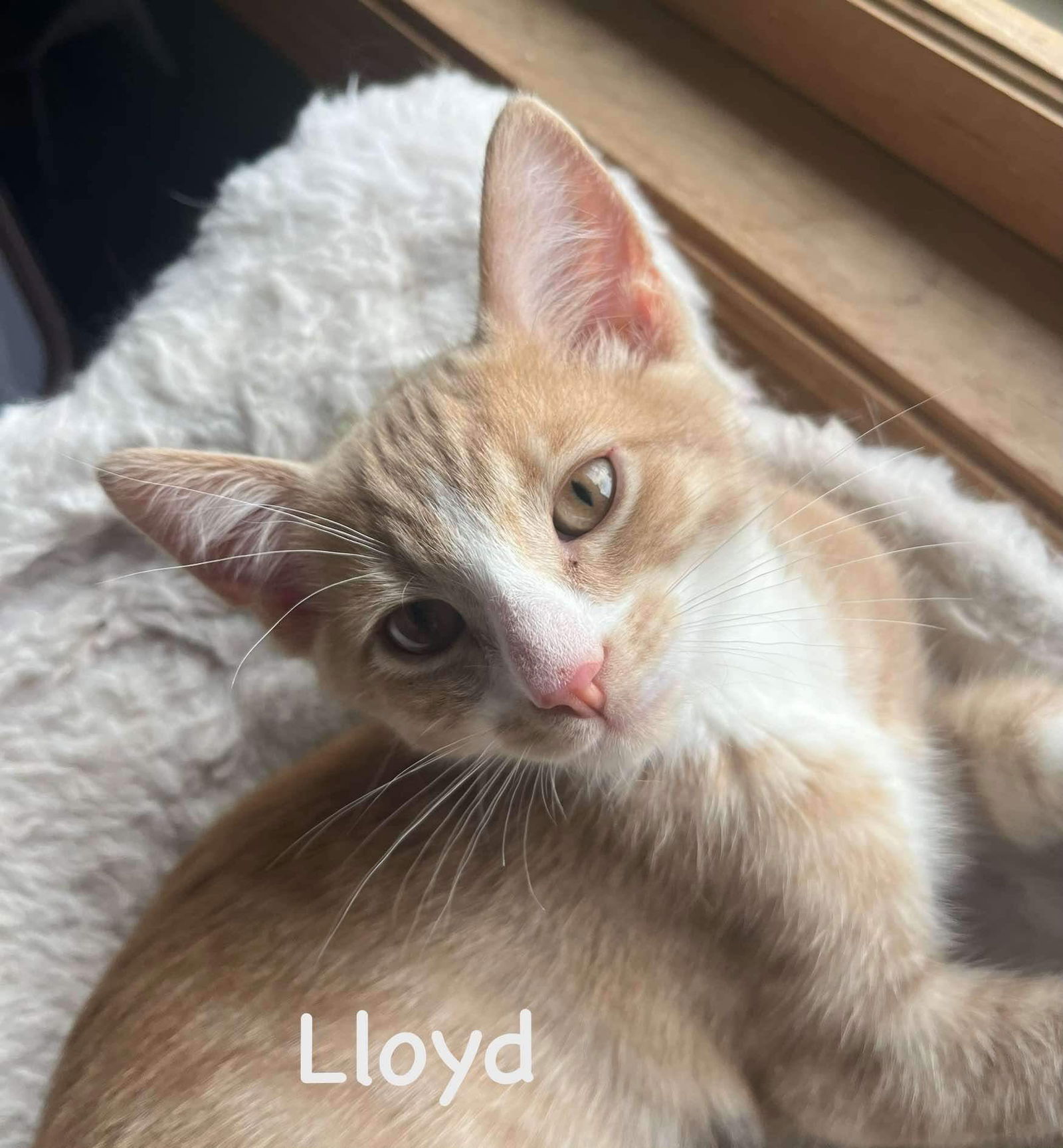 adoptable Cat in Sheboygan, WI named Lloyd - Yellowstone Litter