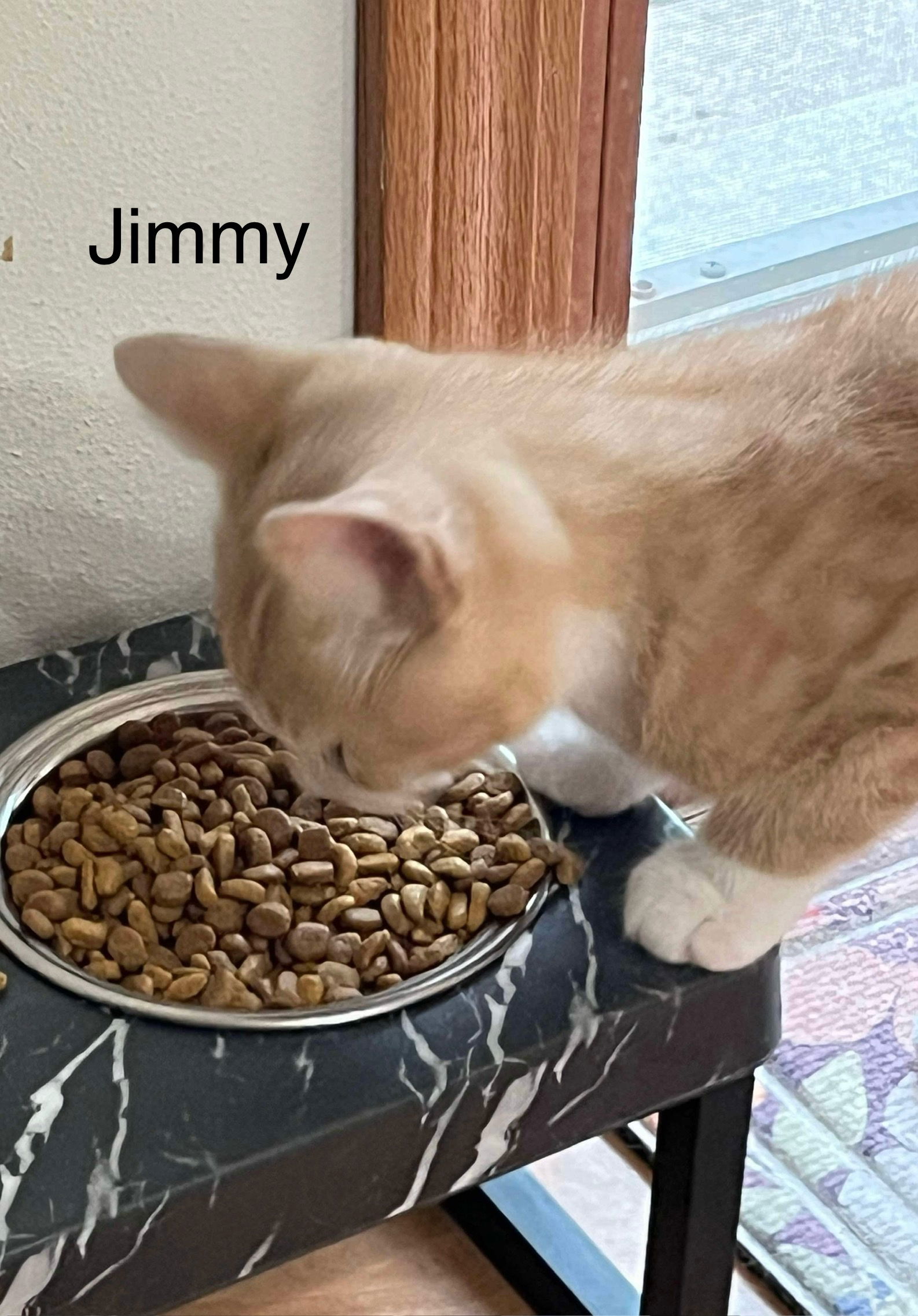 adoptable Cat in Sheboygan, WI named Jimmy - Yellowstone Litter