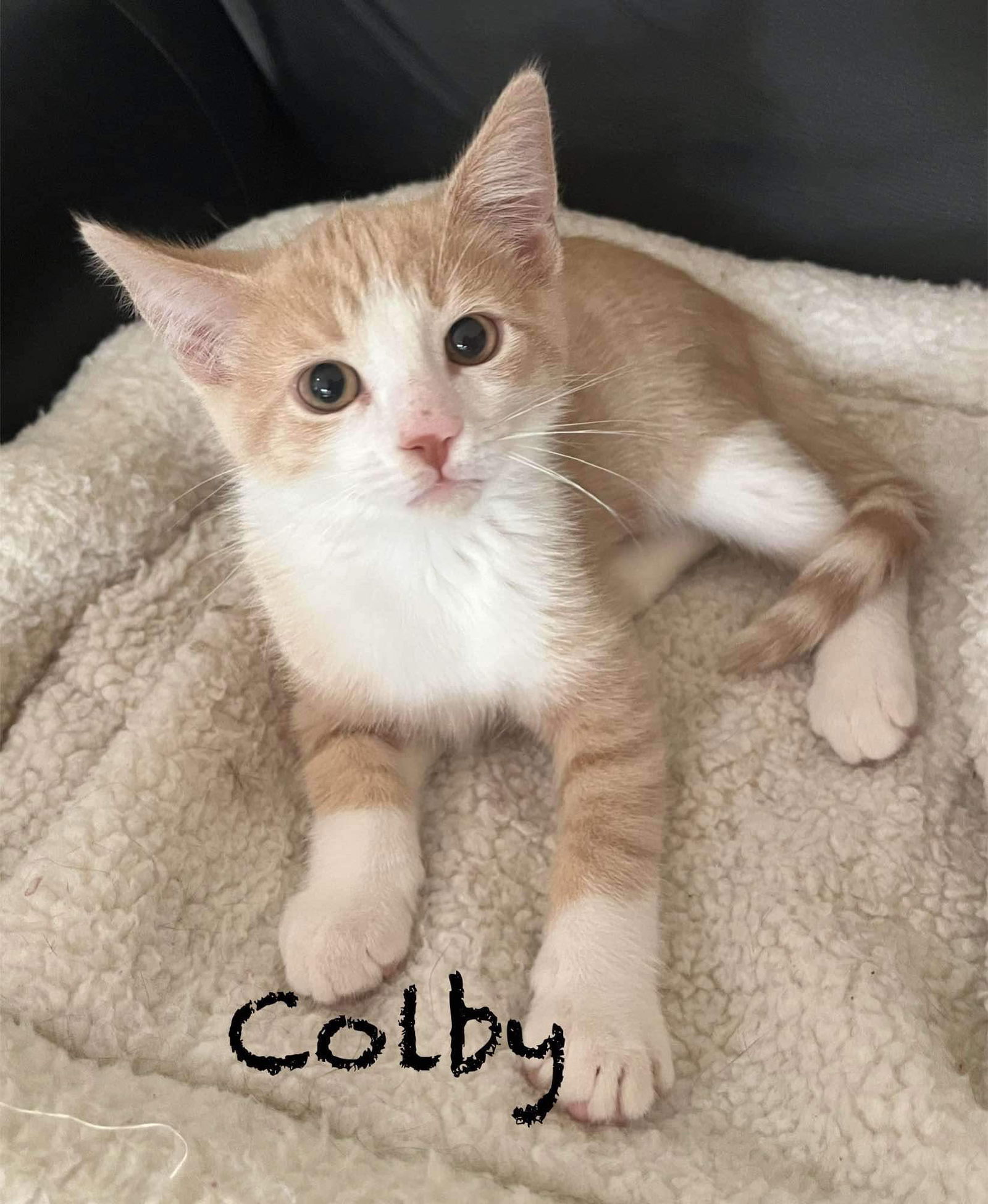 adoptable Cat in Sheboygan, WI named Colby - Yellowstone Litter