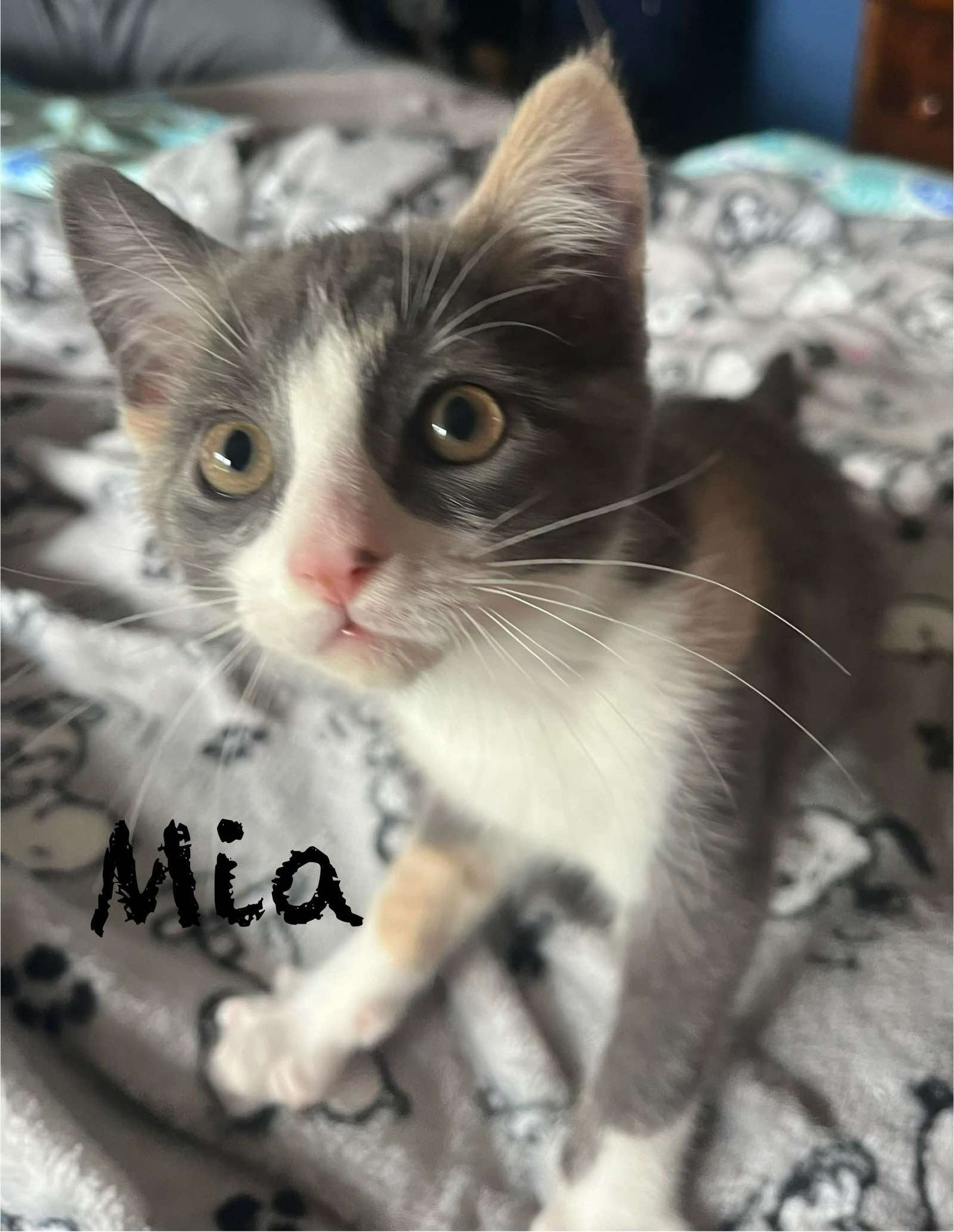 adoptable Cat in Sheboygan, WI named Mia &  Teeter Bonded - Yellowstone Litter