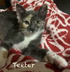 Mia &  Teeter Bonded - Yellowstone Litter