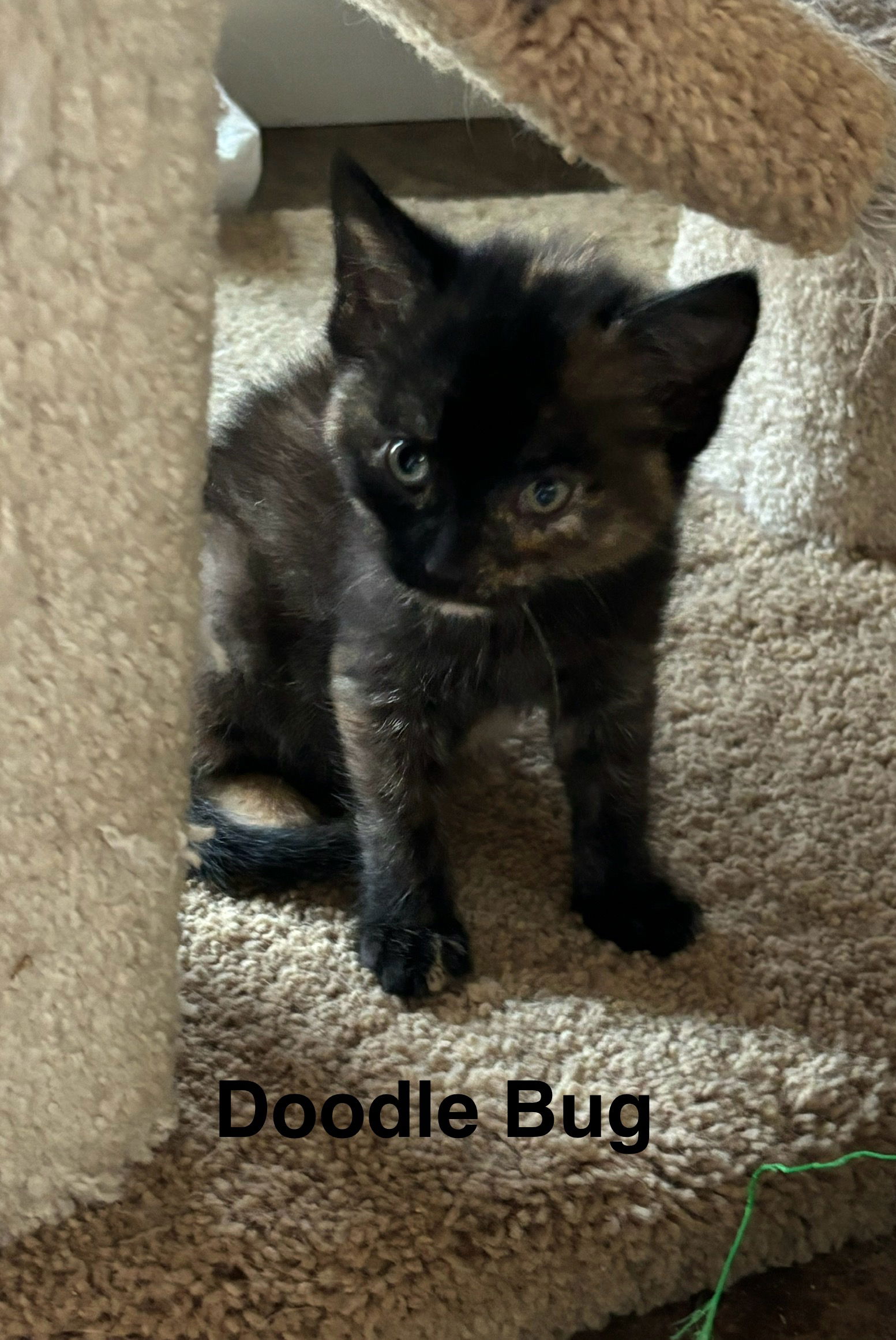 adoptable Cat in Sheboygan, WI named Doodle Bug