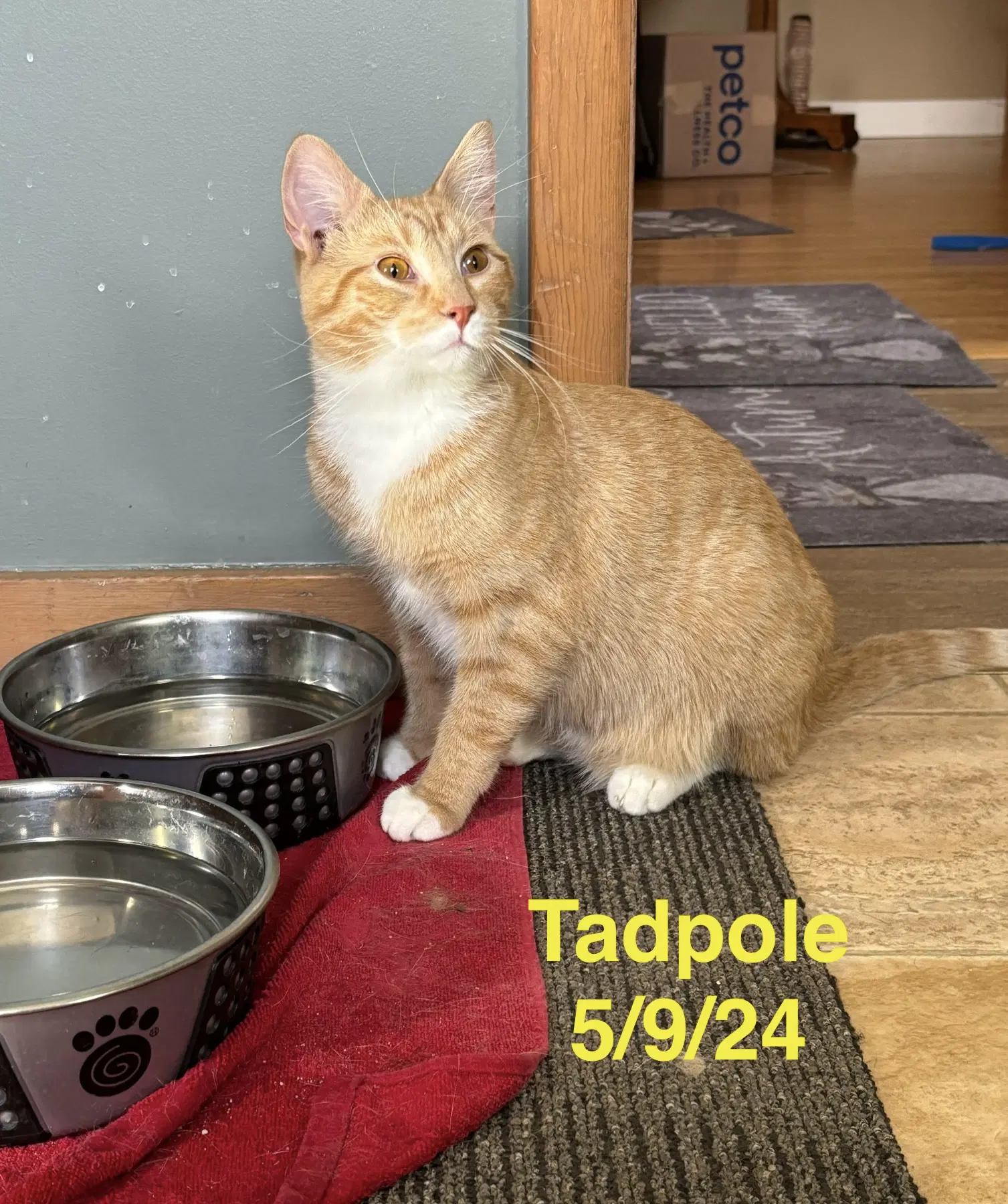 Tadpole - The Fondy Fish Litter - Domestic Short Hair