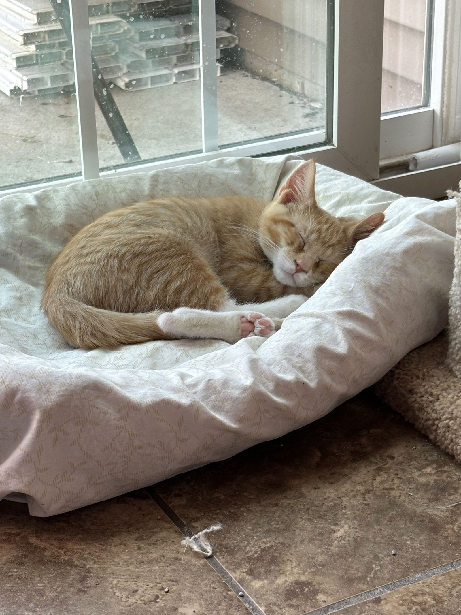 adoptable Cat in Sheboygan, WI named Tadpole - The Fondy Fish Litter