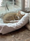 adoptable Cat in , WI named Tadpole - The Fondy Fish Litter