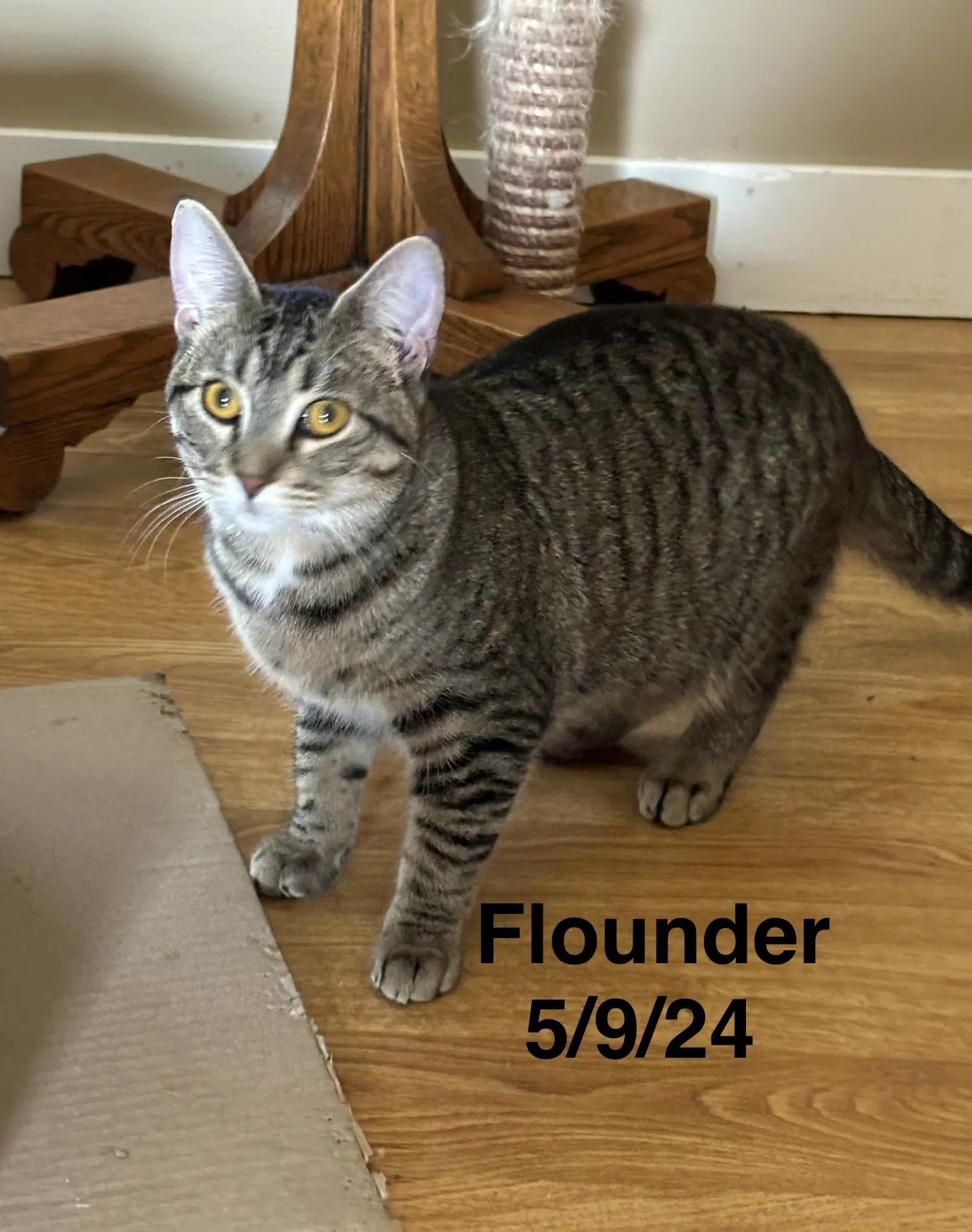 Flounder -The Fondy Fish Litter - Tabby