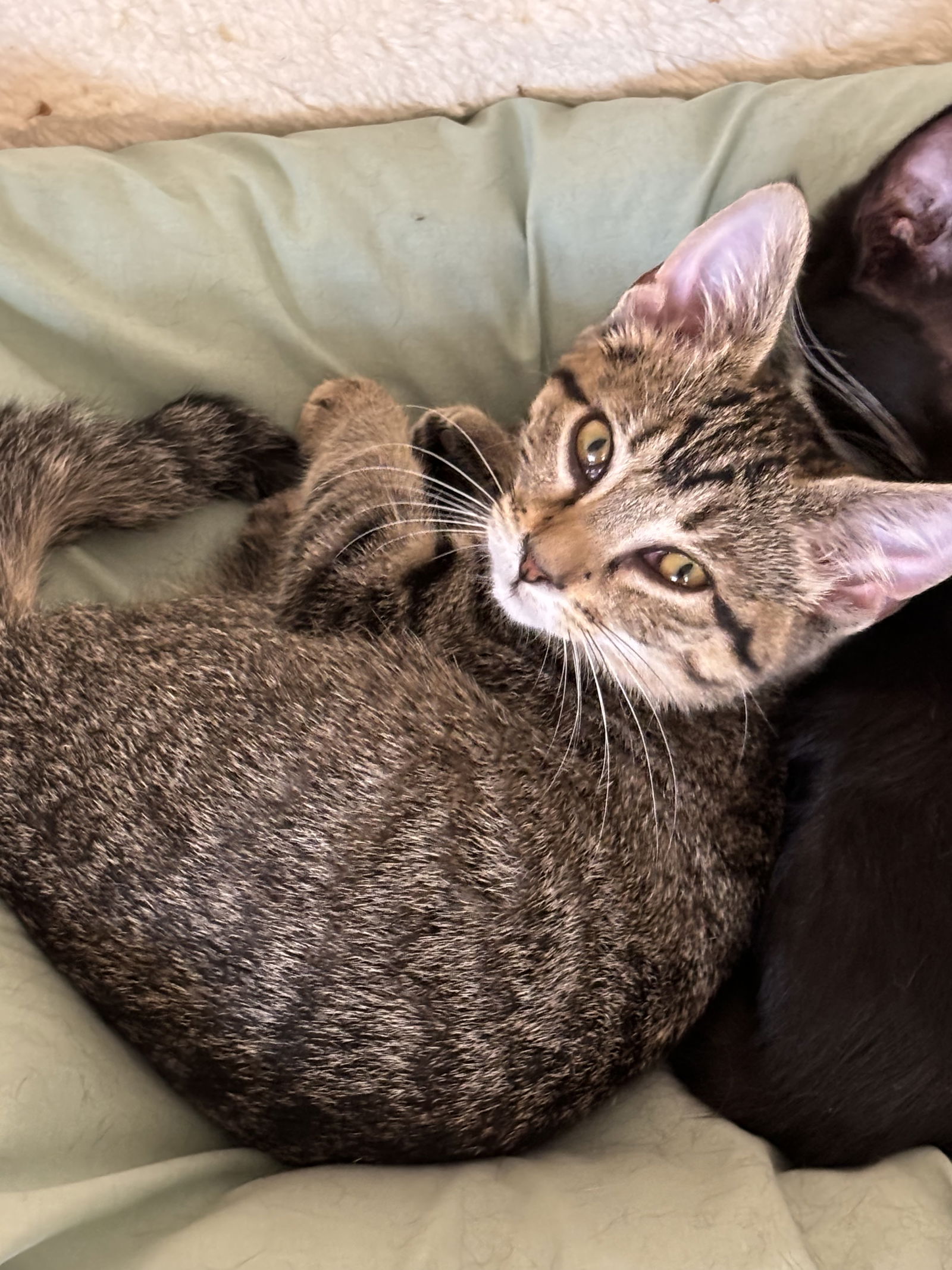 adoptable Cat in Sheboygan, WI named Flounder -The Fondy Fish Litter