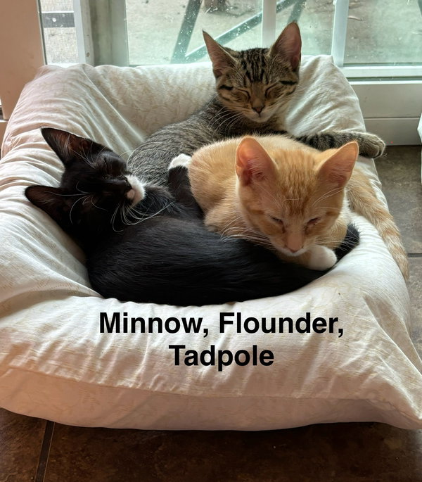Flounder -The Fondy Fish Litter