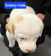 Sneezy - Dwarf Litter