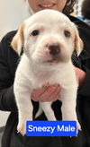 Sneezy - Dwarf Litter