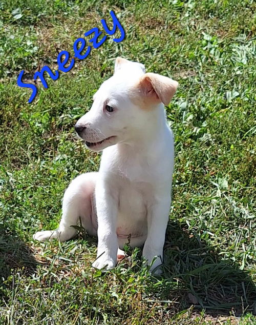 Sneezy - Dwarf Litter