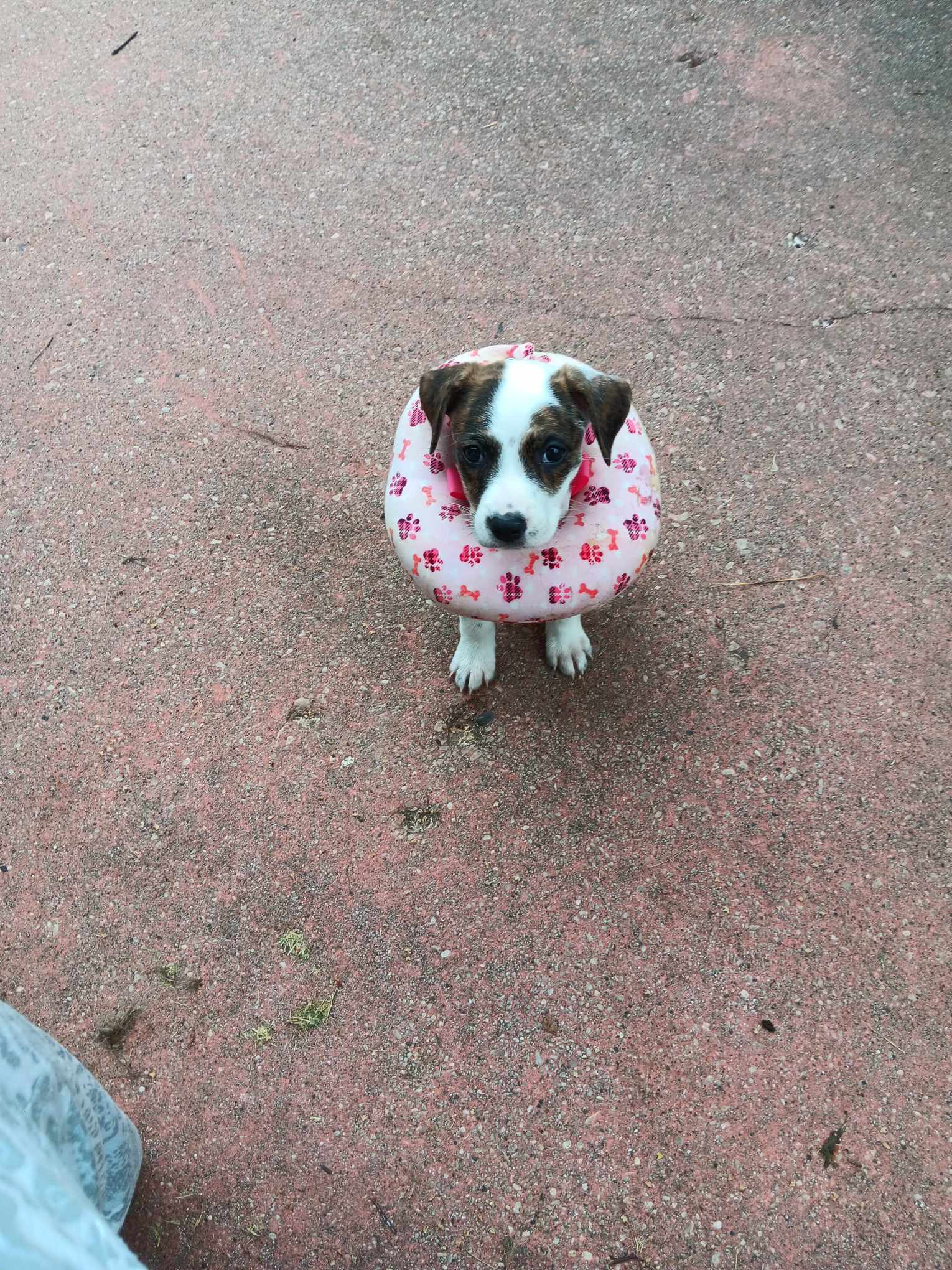 adoptable Dog in Sheboygan, WI named Happy - LIttle Rascals Litter