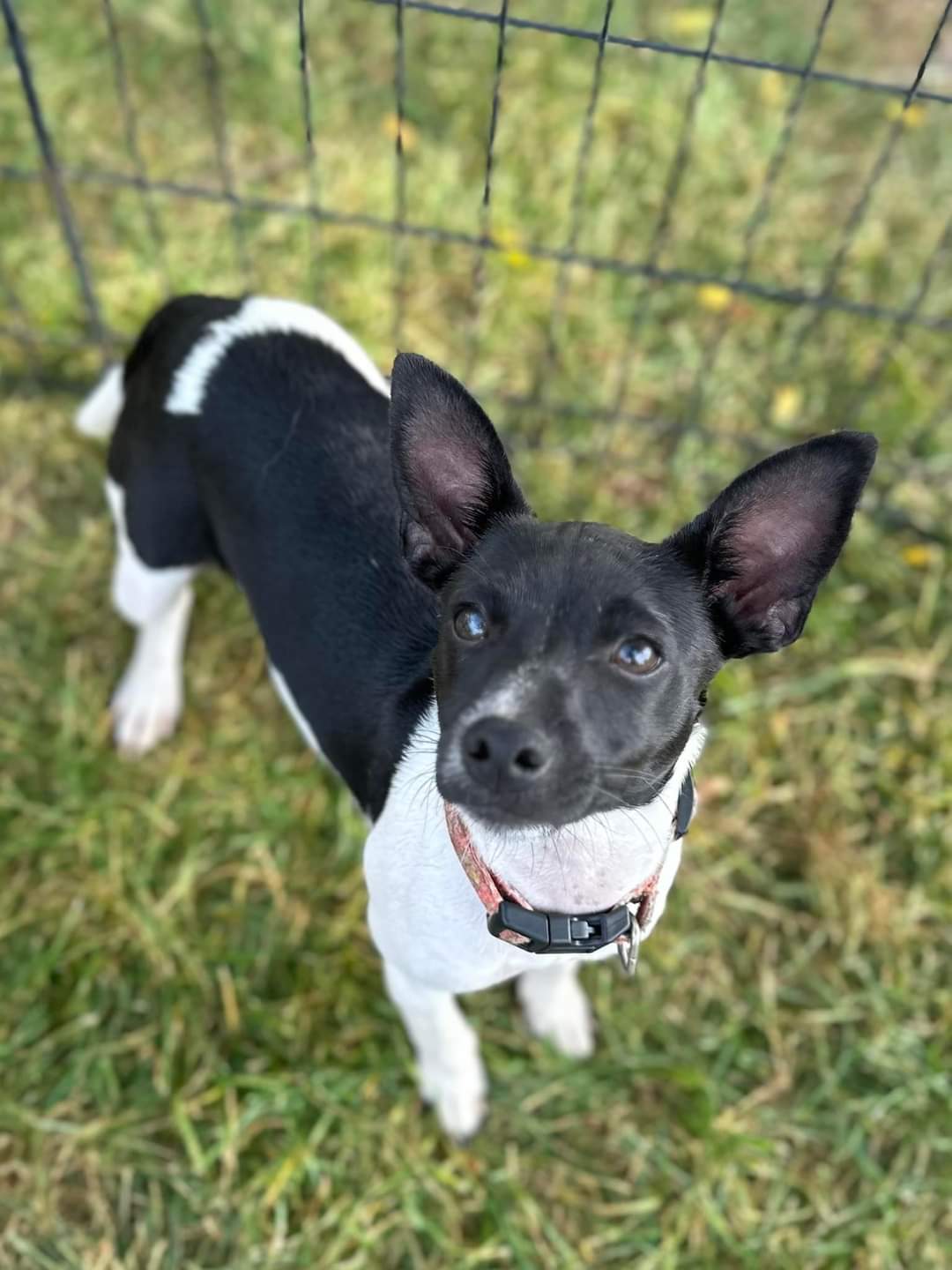 adoptable Dog in Sheboygan, WI named Skye