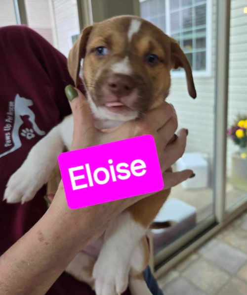 ELOISE