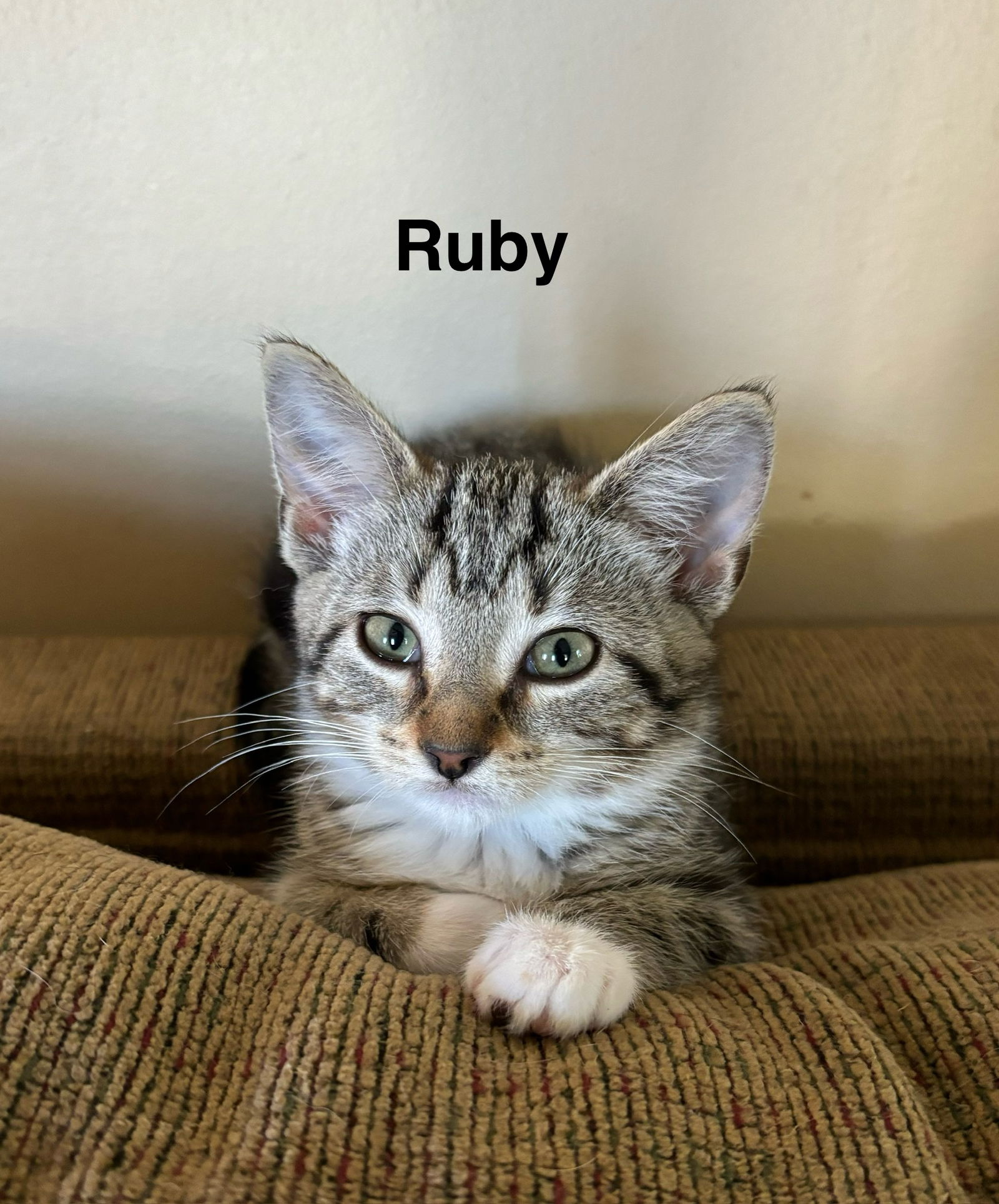 adoptable Cat in Sheboygan, WI named Ruby