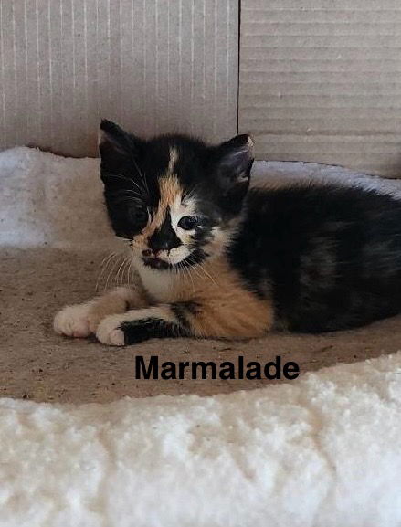 Marmalade - The Sheboygan 5