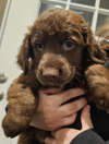 Hershey - Chocolate Litter