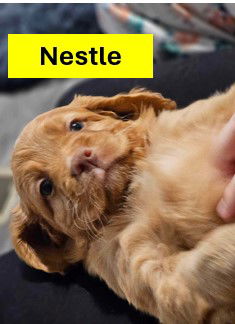 Nestle - Chocolate Litter