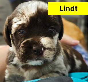Lindt - Chocolate Litter