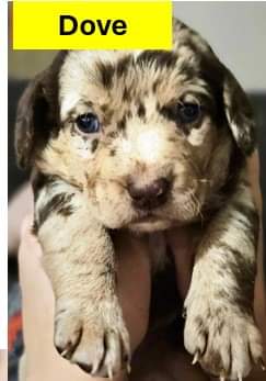 Dove - Chocolate Litter