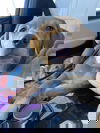 Griffin