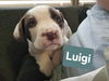 Luigi