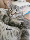 Junie