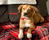Amber - Candy Litter Mom