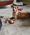Amber - Candy Litter Mom