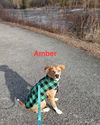 Amber - Candy Litter Mom