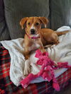 Amber - Candy Litter Mom