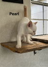 Pearl