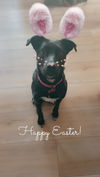 Darci- Mom of the D Litter