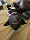 Darci- Mom of the D Litter